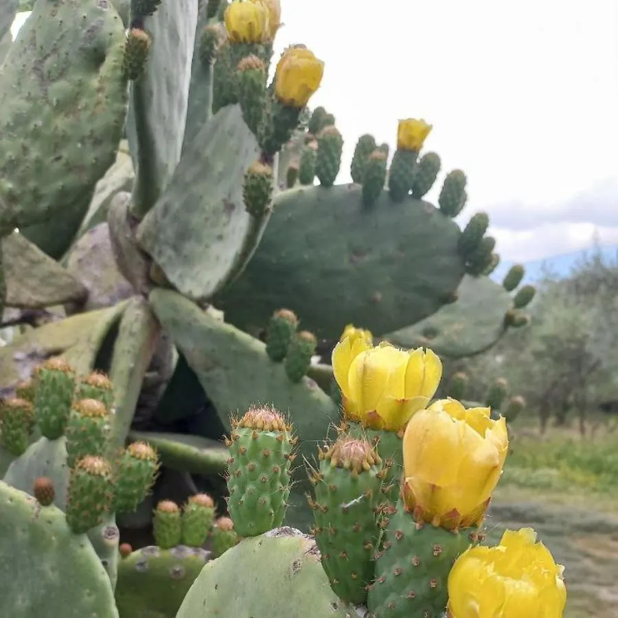 La Casa Di Bacco - Etna Country House - Affitto Breve Castiglione De Sicilia Hébergement de vacances